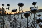 Schneebedeckte vertrocknete Sonnenblumen