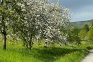 Streuobstbäume am Feldrand