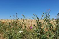 Blühende Blumen und Disteln am Feldrand eines Getreidefeldes